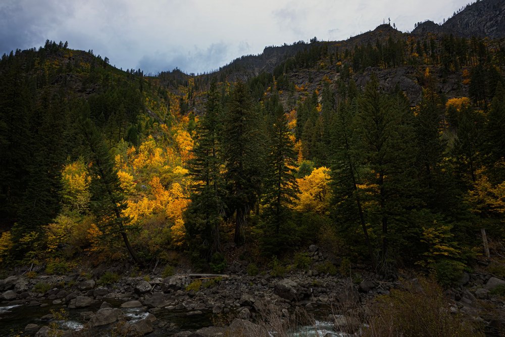 A hillside of larch and conifer in full fall color below a cloud-covered ridge in the Cascades